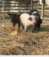 Soutien à un refuge pour animaux